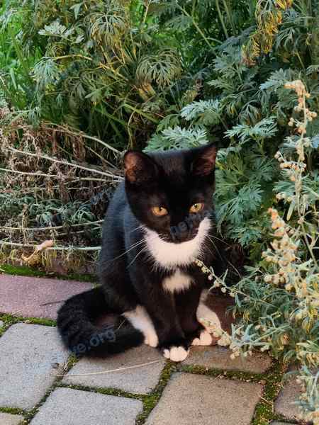 Большой чёрный молодой кот Кузя, пропал 03.05.2024 рядом с ул. Цветочная 5, Заславль, Минская область 223036, Беларусь.