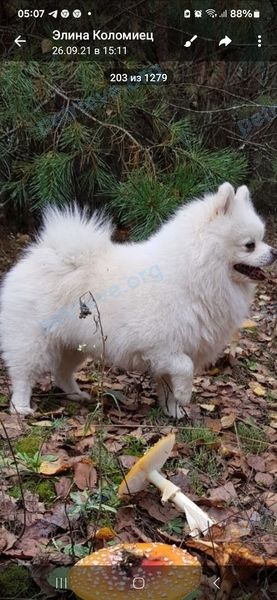 Маленький белый взрослый пёс Бим, пропал 10.05.2024 рядом с Tranzitnaya 3 5, Гомель, Гомельская вобласць, Беларусь.