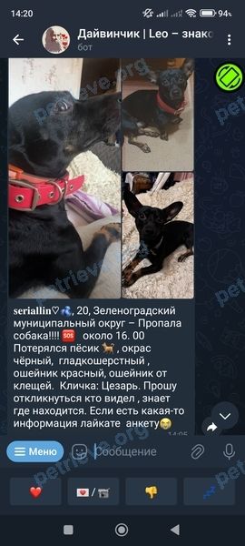 Small young black male dog Цезарь, lost near ул. Ткаченко, 3, Зеленоградск, Калининградская обл., Россия, 238326 on May 05, 2024.
