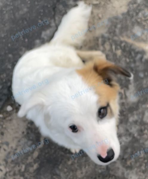 Medium young white male dog, found near пер. Школьный 1, Боровляны, Минская область 223053, Беларусь on May 10, 2024.
