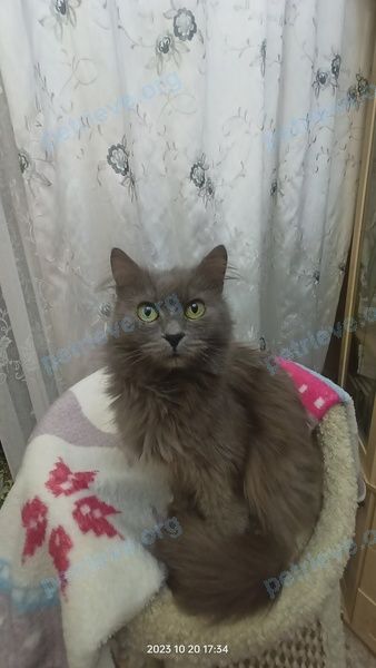 Средняя серая взрослая кошка Маша, пропала 10.05.2024 рядом с г. Щербинка.