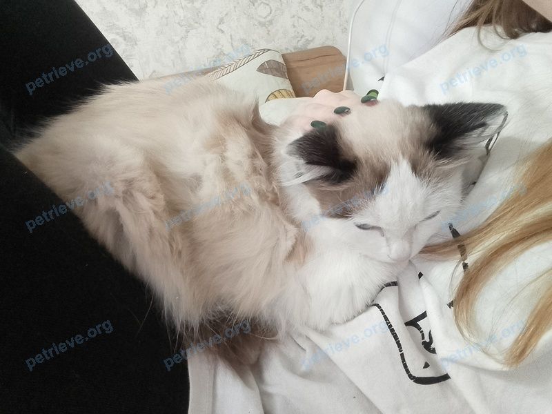 Средняя белая молодая кошка Груня, пропала 15.05.2024 рядом с Октябрьская ул., 129, Алейск, Алтайский край, Россия, 658130.