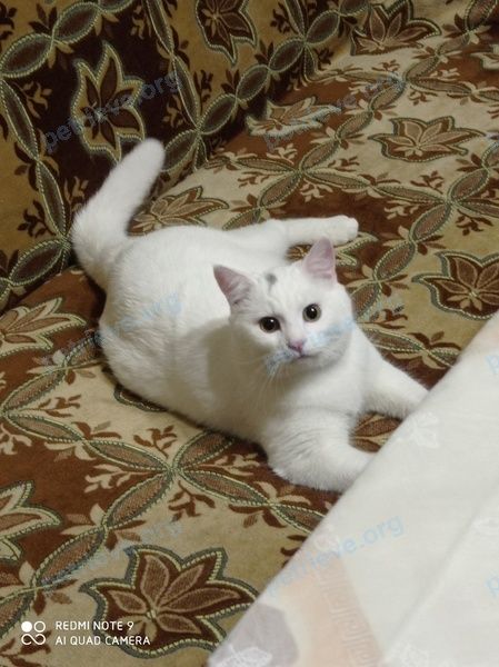 Средний белый молодой кот Пистон, пропал 22.05.2024 рядом с ул. Брянского Фронта, 18, Брянск, Брянская обл., Россия, 241037.