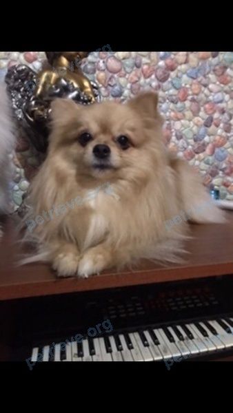 Small adult orange male dog Вильгельм, lost near 66JW+JX Чемодановка, Пензенская область, Россия on May 25, 2024.