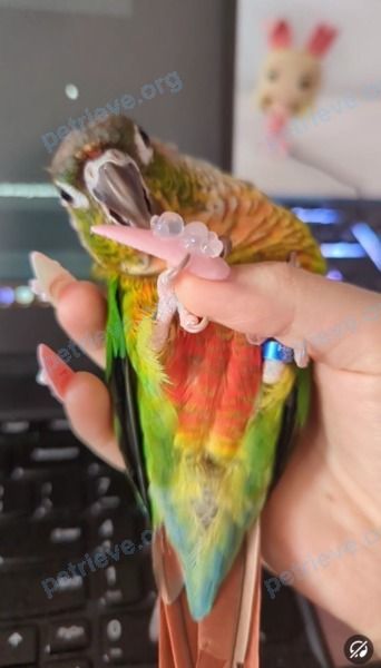 Small young green male bird Chmonya (nickname), Bambie (official, at the vet), lost near 411 Duplex Ave #801, Toronto, ON M4R 1V2, Canada on Jun 04, 2024.