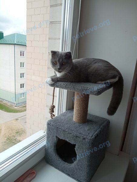 Средняя серая молодая кошка, пропала 31.05.2024 рядом с ул. Островского 11, Лида, Гродненская область 231300, Беларусь.