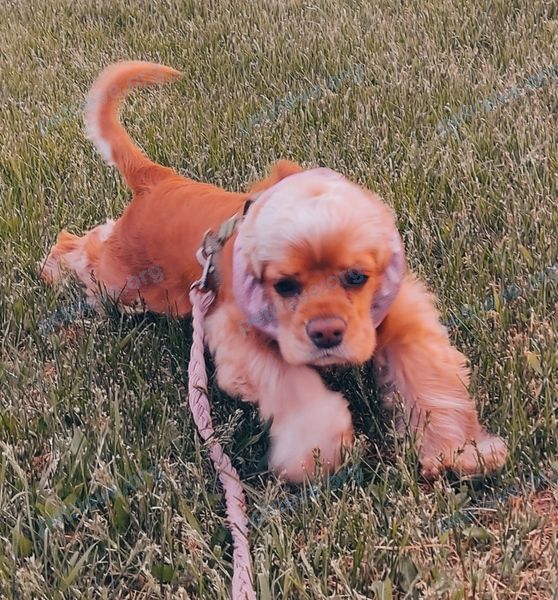 Medium young orange female dog Мика, lost near ул. Логойская 21, Жодино, Минская область, Беларусь +375 33 6695445 on Jun 08, 2024.
