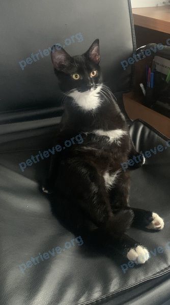 Medium young black male cat Барсик, lost near ул. Мира, д. 3, Верхний Баскунчак, Астраханская обл., Россия, 416530 on Jun 12, 2024.