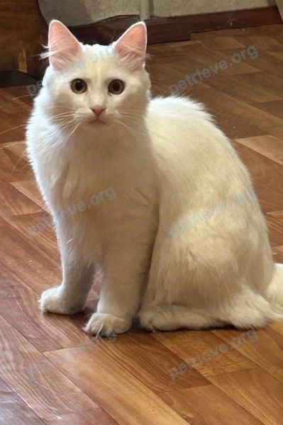 Medium young white male cat Жорик, lost near улица Гагарина 48A, Витебск, Витебская область, Беларусь on Jun 13, 2024.