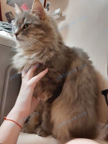 Medium young gray male cat Оскар, lost near Мурино, Оборонная 6 on Jun 16, 2024.