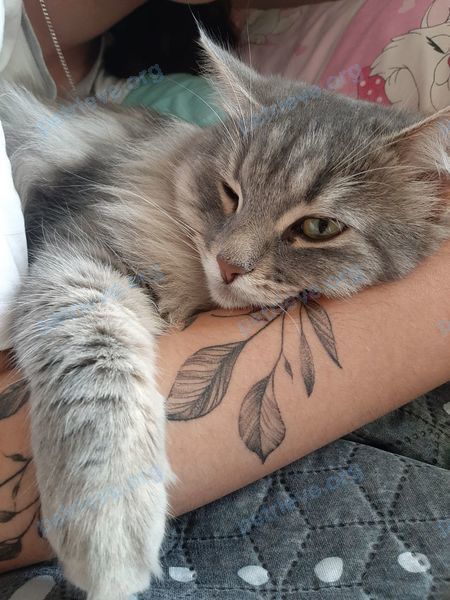 Medium young gray male cat Оскар, lost near Оборонная ул., 6, Мурино, Ленинградская обл., Россия, 188662 on Jun 16, 2024.