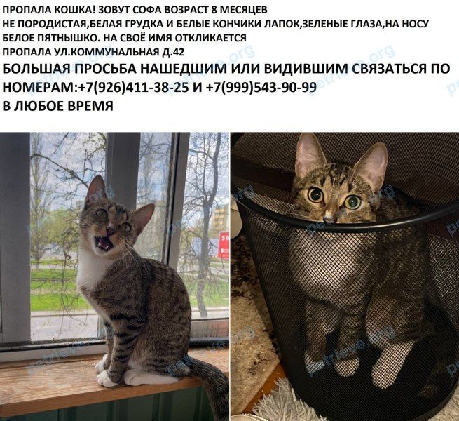 Средняя многоцветная молодая кошка Софа, пропала 20.06.2024 рядом с Коммунальная ул., 42, Королёв, Московская обл., Россия, 141075.