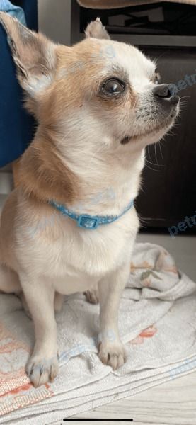 Small adult orange male dog, found near ул. Быховская 113а, Гомель, Гомельская область 246036, Беларусь on Jun 21, 2024.