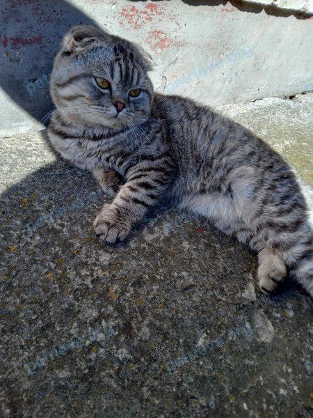 Medium young gray male cat Филя, lost near 6VHF+X3 Житковичи, Беларусь on Jun 24, 2024.