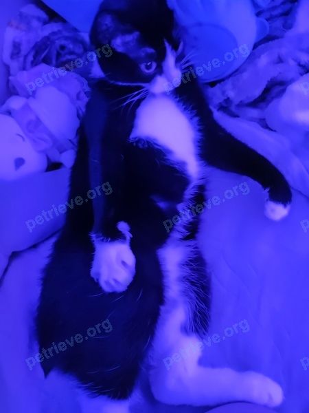 Medium adult black male cat Марсик, Масик, lost near ТЦ Галактика, ул. Космонавта Беляева, 59, Череповец, Вологодская обл., Россия, 162622 on Jun 26, 2024.