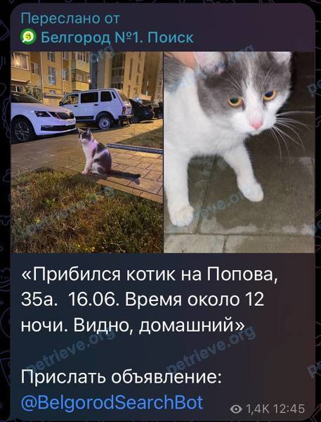 Medium young white male cat Томас, Том, lost near ул. Попова, д.35, Белгород, Белгородская обл., Россия, 308009 on Jun 13, 2024.