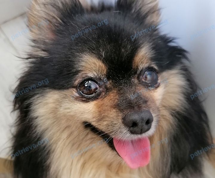 Small black dog, found near Пионерский пр., 257, Анапа, Краснодарский край, Россия, 353456 on Jul 05, 2024.