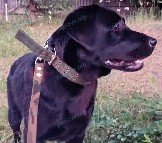 Medium young black male dog, found near ул. Ленина, 52а, Чита, Забайкальский край, Россия, 672039 on Jul 13, 2024.