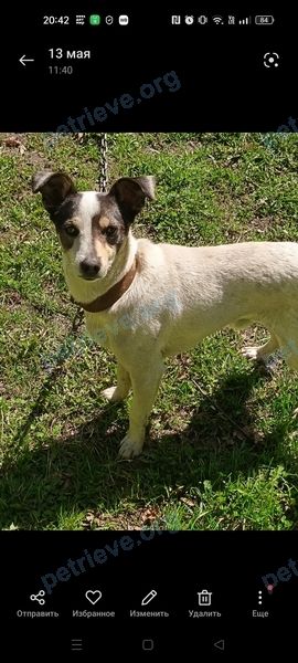 Small young white male dog Дружок, lost near 22FC+9V Зеленогорский, Кемеровская область, Россия on Jul 16, 2024.