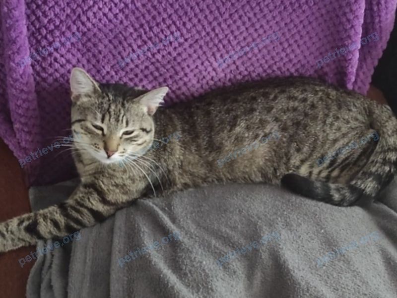 Средний серый молодой кот Барсик, пропал 13.07.2024 рядом с ул. Гагарина, 13, Александров, Владимирская обл., Россия, 601655.