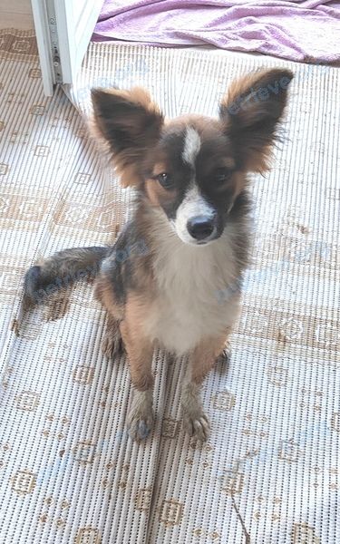Small adult mixed color male dog неизвестна, found near ул. Пирогова, 38, Скопин, Рязанская обл., Россия, 391801 on Jul 18, 2024.