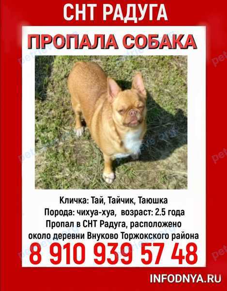 Small young orange male dog Тайчик, lost near 2394+C6 Торжок, Тверская область, Россия on Jul 20, 2024.