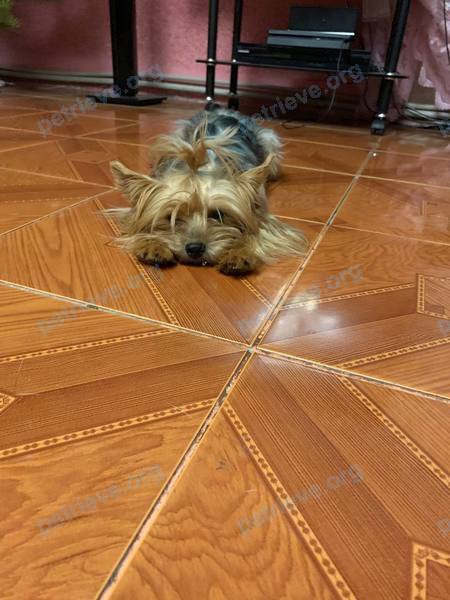 Small adult brown female dog Дези, lost near 8GMXV9GM+7F on Jul 20, 2024.