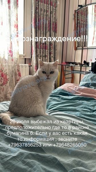 Средний серый старый кот Шанти, пропал 20.07.2024 рядом с ул. Бумагина, 6, Биробиджан, Еврейская автономная область, Россия, 679017.