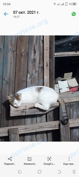 Medium adult white female cat Симона, lost near Украинская ул., 60, Ахтырский, Краснодарский край, Россия, 353301 on Jul 23, 2024.