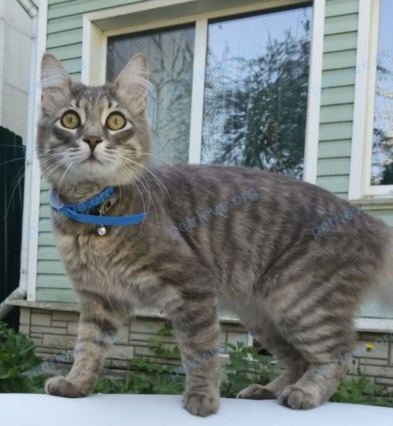 Medium young gray male cat Тимоша, lost near Hабережная ул., 4, Немчиновка, Московская обл., Россия, 143025 on Jul 26, 2024.