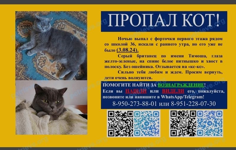 Средний серый молодой кот Тимоша, пропал 03.08.2024 рядом с Олимпийская ул., 16А, Новокузнецк, Кемеровская обл., Россия, 654044.