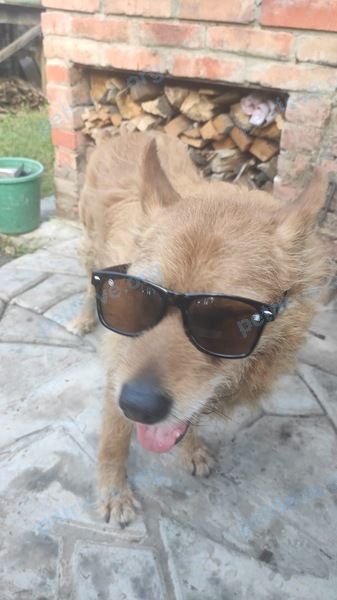 Medium old orange male dog Рекс, lost near ул. Черняховского, 9, Россошь, Воронежская обл., Россия, 396653 on Aug 06, 2024.