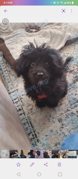 Маленький чёрный молодой пёс chip, пропал 10.08.2024 рядом с 66 Rue Notre Dame, L'Épiphanie, QC J5X 1A1, Canada.