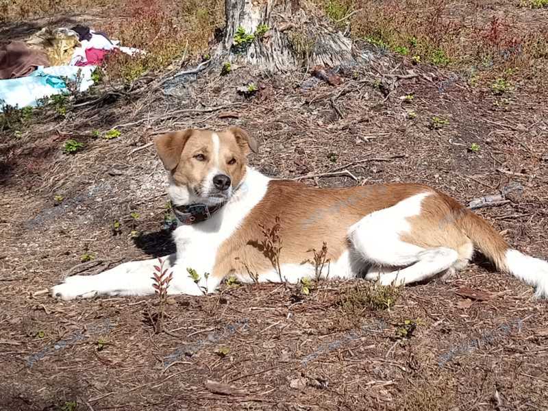 Medium adult white male dog, lost near Комсомольский пр-т., 65, Челябинск, Челябинская обл., Россия, 454014 on Sep 03, 2024.