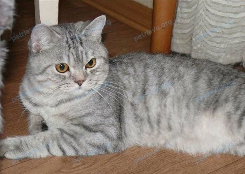 Medium adult gray female cat Милена, lost near ул. Первомайская, 4А, Балашиха, Московская обл., Россия, 143912 on Sep 04, 2024.