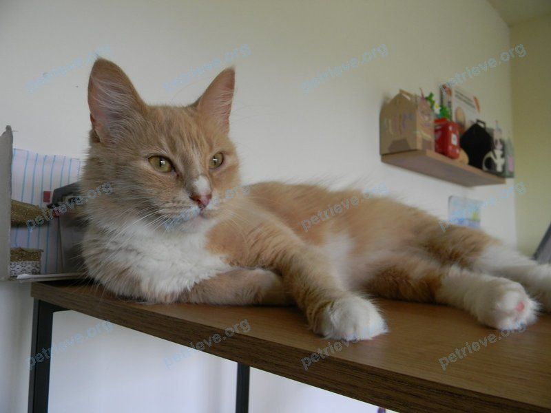 Medium adult yellow female cat Перси, lost near ул. Великий Гостинец 119, Молодечно, Минская область 222301, Беларусь on Aug 28, 2024.