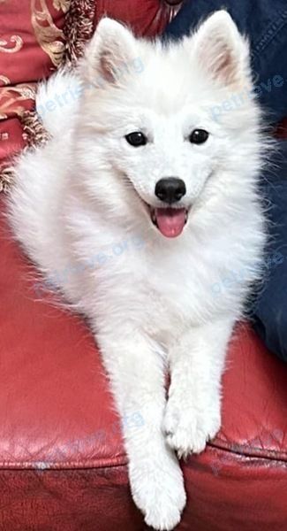 Small young white female dog Джесика, lost near ул. Западная, 16, Яблоновский, Республика Адыгея, Россия, 385140 on Sep 05, 2024.