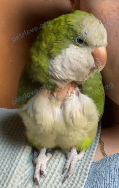 Medium adult green male bird Georgie, lost near Devoe Park, Bronx, NY 10468, USA on Sep 06, 2024.