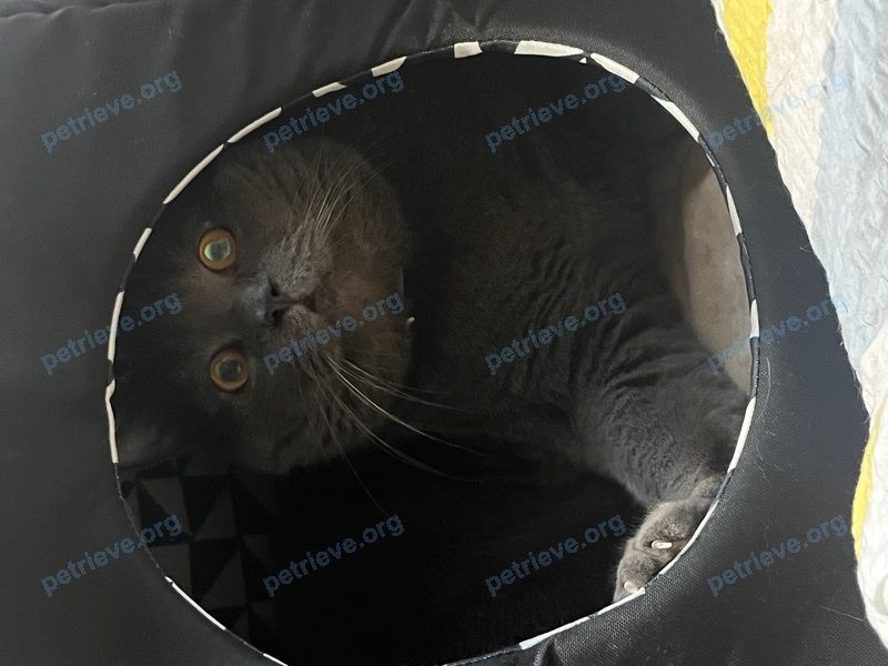 Big adult gray male cat Уоллис, lost near ул. Дубровинская, 15, Балашиха, Московская обл., Россия, 143981 on Sep 14, 2024.