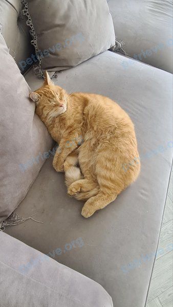 Средний оранжевый взрослый кот Лео, пропал 04.09.2024 рядом с ул. Кочетова, д. 164/2, Кызыл, Респу́блика Тыва́, Россия, 667005.