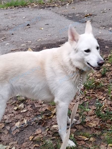 Big adult white male dog Рич, lost near Алтайская ул,137 томская область,634021 on Sep 21, 2024.