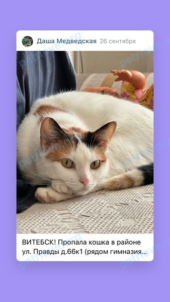 Medium adult mixed color female cat Ласка, lost near улица Правды 66/1, Витебск, Витебская область 210029, Беларусь on Sep 26, 2024.