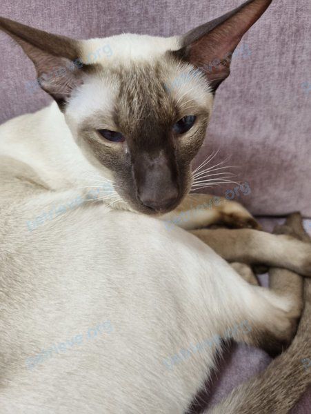 Medium young white male cat кот, lost near ул. Свободы, 86, Тюмень, Тюменская обл., Россия, 625001 on Sep 28, 2024.