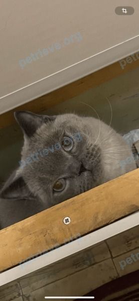 Medium adult gray male cat Сёма, lost near ул. Пушкина, Орша, Витебская область, Беларусь on Sep 27, 2024.