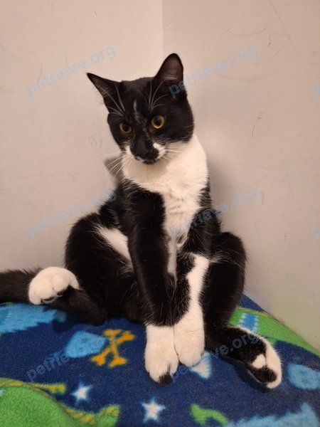 Medium young black male cat Максим, lost near XQ6W+R9 Колодищи, Беларусь on Jul 22, 2024.