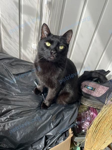 Medium young black male cat Малыш, lost near пер. Панфилова, д. 7, Волоколамск, Московская обл., Россия, 143600 on Sep 22, 2024.
