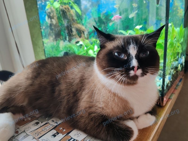 Medium adult mixed color female cat Мася, lost near Chkalova 106, Гомель, Гомельская вобласць, Беларусь on Oct 07, 2024.