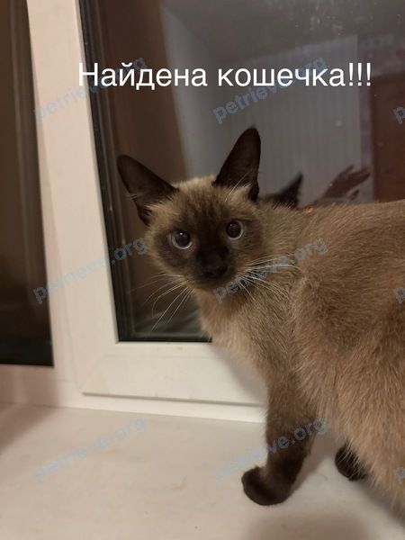 Кошка 