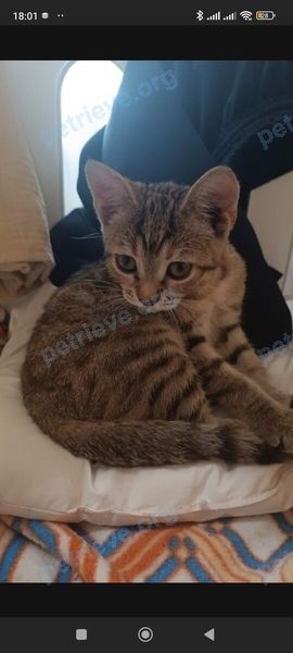 Small young mixed color female cat Буся, lost near ул. Ставропольская, 113, Краснодар, Краснодарский край, Россия, 350040 on Nov 08, 2024.