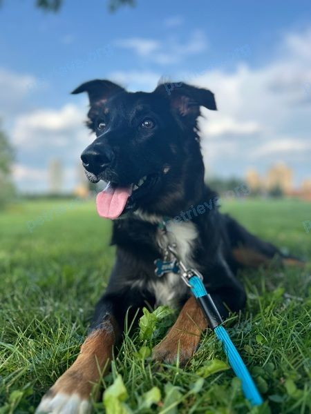 Средний чёрный молодой пёс Zuko, пропал 13.11.2024 рядом с 5674 Sparkwell Dr, Mississauga, ON L5R 3N8, Canada.